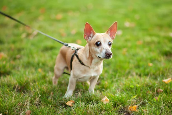 Červenovlasý Pes Chihuahua Chodí Vodítku Veřejného Parku Hladký Čivavský Pes — Stock fotografie