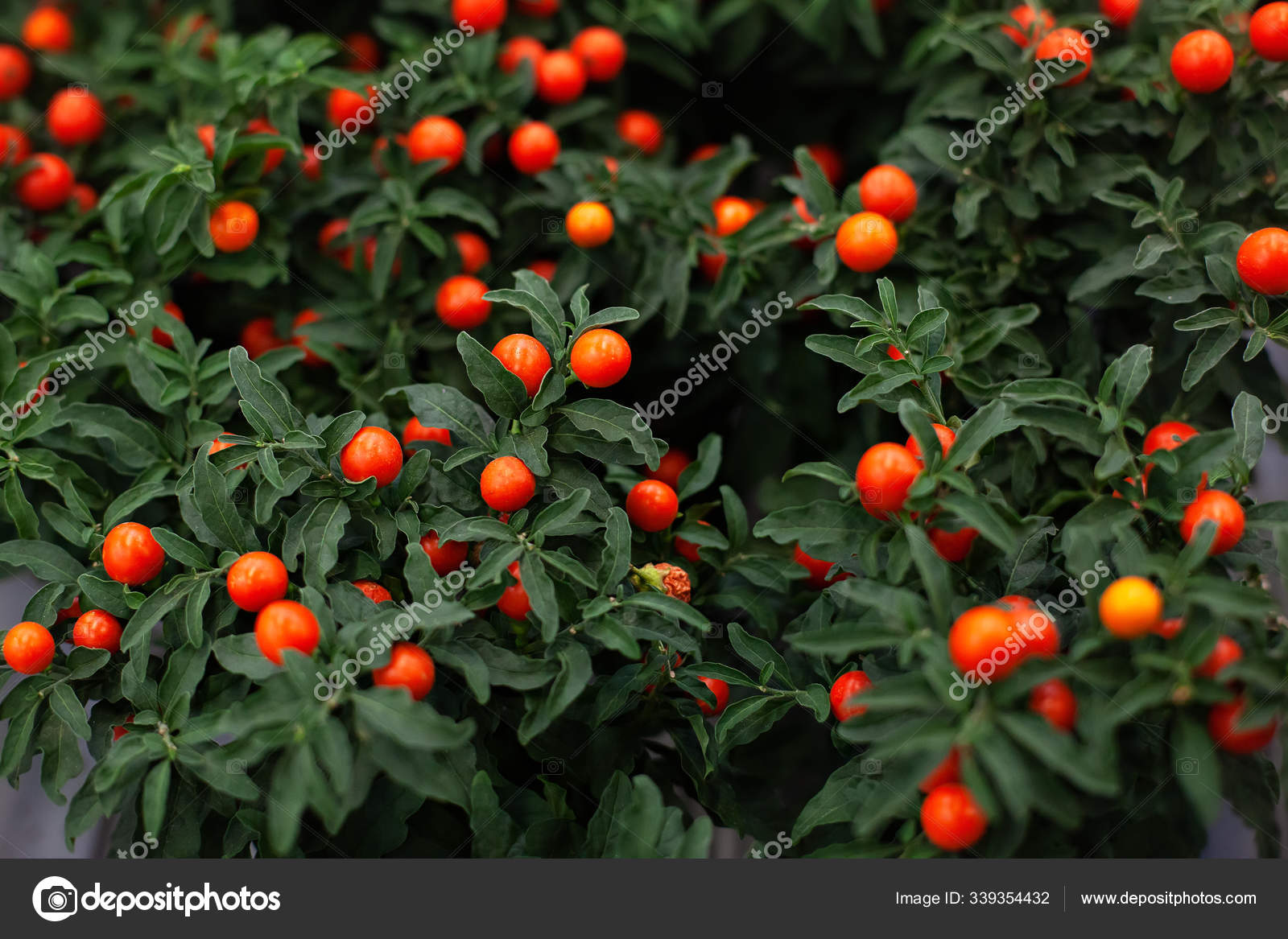 Potted Winter Cherry Plant Jerusalem Cherry Solanum Pseudocapsicum Ornamental Plant Stock Photo Image By C Photo Story Potted Winter Cherry Plant Jerusalem Cherry Solanum Pseudocapsicum Ornamental Plant Stock Photo Image By C Photo Story