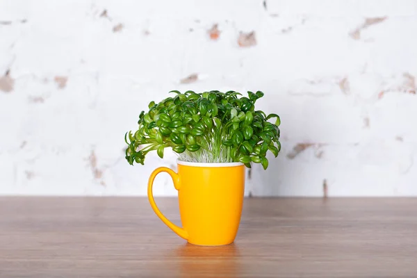 Fresh Leaves Coffee Plant Yellow Cup Sprouted Coffee Sprouts Fresh — Stock Photo, Image