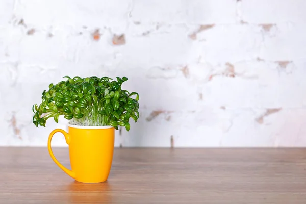 Fresh Green sprouts in yellow cup. Sprouted coffee sprouts, fresh natural green leaves, potted plant. Breeding coffee in home. Concept healthy eating. Vegan. Vegetarianism. Raw food diet. copy space