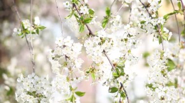 Güzel çiçek açan ağaç dalı elması. Çiçek açan ağaç kiraz dallarını beyaz çiçeklerle süslüyor. Soyut bahar çiçekli arka plan. Bahar çiçekleri. Paskalya. Alerji sezonu. Bahar konsepti