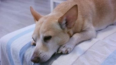 Kanepede kestirirken uyuyan küçük köpek chihuahua. Yorgun köpek gözlerini açar, uyumaya çalışır. Köpek yatakta uyuyakalır. Köpek oturma odasındaki kanepede uyuyor. Köpek ev sahibini bekliyor..