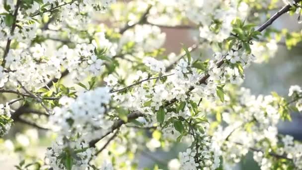 木を開花させる 美しく開花枝リンゴ 白い花アプリコット 春のイースターグリーティングカード 花桜の開花 白い花の桜 春の花 美しい果樹園 — ストック動画