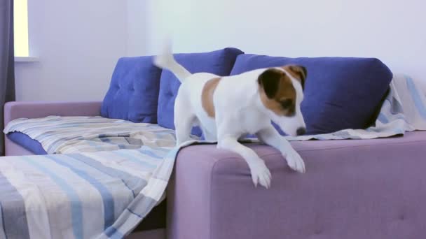 愛らしいジャック ラッセル テリアの犬が尻尾を包み 閉じます 明るい犬が再生され リビングルームで快適なソファにジャンプします 犬は家の主人を待っている 犬は所有者の到着を楽しんでいます — ストック動画