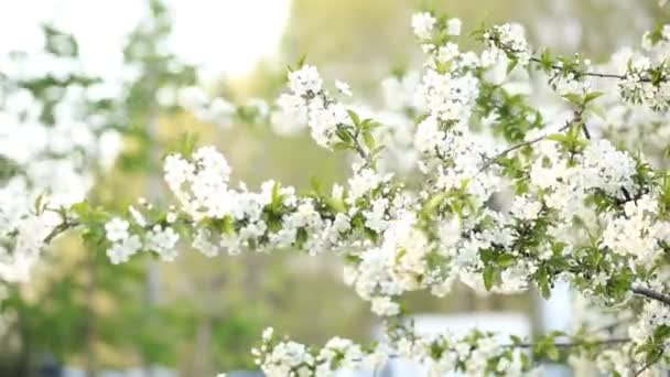 美しい花の木の枝リンゴ 木の枝を開花白い花の自然な背景を持つ桜 要旨春の花の背景 春の花 イースターだ アレルギーの季節 春のコンセプト — ストック動画