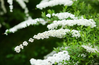 Spiraea 'nın beyaz çiçekleri yeşil arka planda dalda. Spiraea Cinerea Grefsheim bahar bahçesinde çiçek açıyor. Baharda beyaz çiçeklerin çalısı. Bahçıvanlık. Ev bahçesi. Yeşil yapraklar, çalılar. Spirea Wangutta