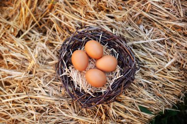 Saman yuvasında kahverengi tavuk yumurtası. Paskalya sepeti yumurtası. Tavuklu yumurtalar samanlıkta, üst tarafta. Hasır kahverengi tavuk yumurtası çiftliği yuvası. Çiğ organik yumurtalar samanların arkasında yatar. Doğa geçmişi. Kırsal