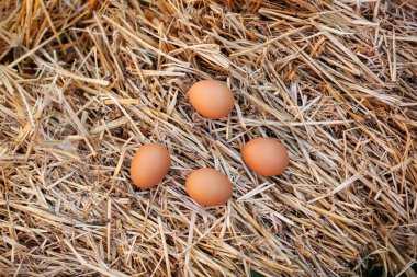 Tavuklu yumurtalar samanlıkta, üst tarafta. Hasır kahverengi tavuk yumurtası çiftliği yuvası. Çiğ organik yumurtalar samanların arkasında yatar. Doğa geçmişi. Kırsal kesimde yaşam tarzı, kırsal kesimde yumurtalar.