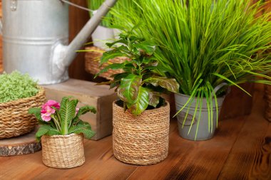 Croton bitkisi ahşap zeminde saman kabında. Farklı saksılarda çeşitli ev bitkilerinin toplanması. Evde saksı bitkisi var. Yeşil ev bitkileriyle hasır çiçek saksıları. rustik biçim