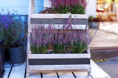 Çiçekçide çiçek açan fundalık Calluna vulgaris. Heather Vulgaris, Verande 'de küçük pembe çiçeklerin çiçek açması. Dekoratif bahçe çiçekleri. Heather Violet Callunas bahçe dekorasyonu