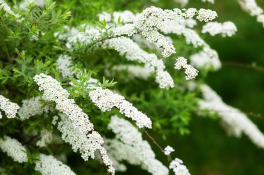 Bahçıvanlık. Ev bahçesi, çiçek tarlası. Yeşil yapraklar, çalılar. Spirea Wangutta. Spiraea vanhouttei, Rosaceae ailesinin süs çiti. Baharda beyaz çiçeklerin çalısı. Baharda Spiraea Cinerea Grefsheim