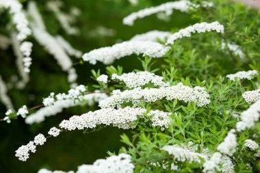 Spiraea 'nın beyaz çiçekleri yeşil arka planda dalda. Spiraea Cinerea Grefsheim bahar bahçesinde çiçek açıyor. Baharda beyaz çiçeklerin çalısı. Bahçıvanlık. Ev bahçesi. Yeşil yapraklar, çalılar. Spirea Wangutta