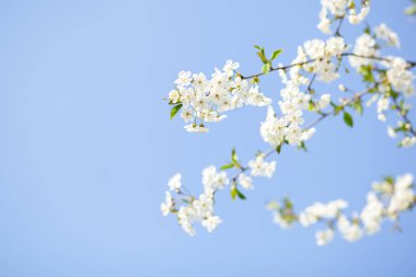 Mavi gökyüzüyle bahar çiçekleri güzel bir bahar gününde beyaz çiçekler. Baharda mavi gökyüzünde güzel kiraz çiçekli sakura. Güzel çiçek açan ağaç dalı elması. Paskalya. Alerji sezonu