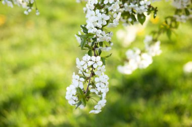 Güzel çiçek açan ağaç dalı elması. Çiçek açan ağaç kiraz dallarını beyaz çiçeklerle süslüyor. Soyut bahar çiçekli arka plan. Bahar çiçekleri. Paskalya. Alerji sezonu. Bahar konsepti