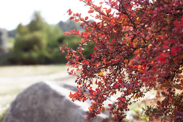 Branch Autumn Barberry Bush Red Leaves Berries Barberry Branch Fresh — Stock Photo, Image