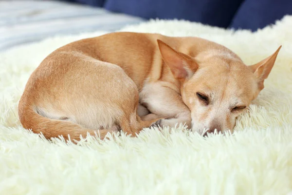 Small cute tired Chihuahua dog resting on bed on a sunny day on blanket. Care for pet. Portrait of dog sleeping morning on couch. Feeling tired or bored. Depression, boring. dog is waiting for owner.