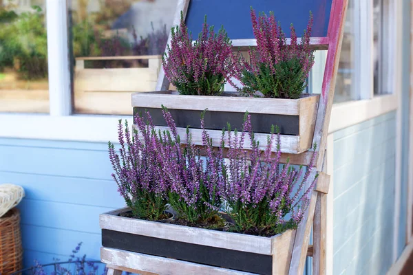 Blühende Heidekraut Calluna Vulgaris Einem Topf Hinterhof Eines Landhauses Gemeine — Stockfoto