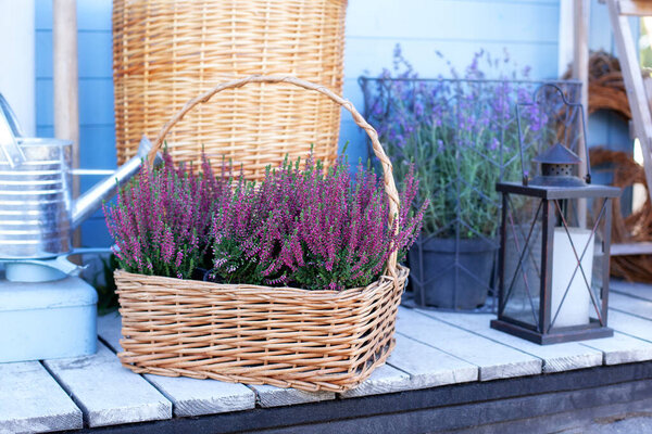 Цветущая вереск Calluna vulgaris в горшочке, цветочный магазин. Хизер вульгарис цветет розовыми цветами в корзине на веранде. Декоративное цветущее растение. Хизер Вайолет Калуна украшает сад. лаванда
