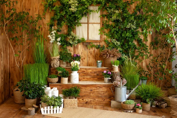 春の庭のインテリア 鍋に緑の植物と木造の家のパティオ 家の階段にガーデニング 素朴なテラス 春の装飾でカントリーハウスベランダ イースターだ 鉢植えの栽培 — ストック写真