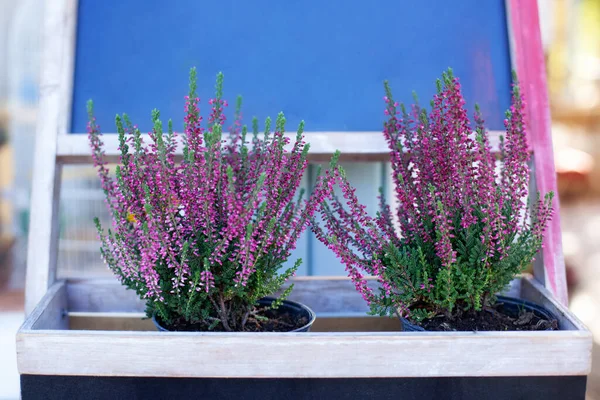 Blühende Heidekraut Calluna Vulgaris Topf Blumenladen Heather Vulgaris Blüht Aus — Stockfoto