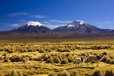 Parinacota ve Pomerade volkanları - Orta And Dağları 'nda Altiplano, Bolivya