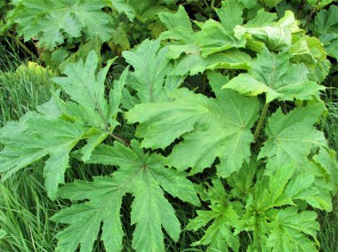 Zehirli bitki Hogweed tarlada yetişiyor.