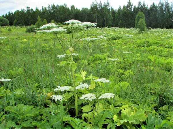 Zehirli bitki Hogweed tarlada yetişiyor.