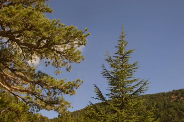 Kıbrıs, çam ağaçları, dağlık arazi