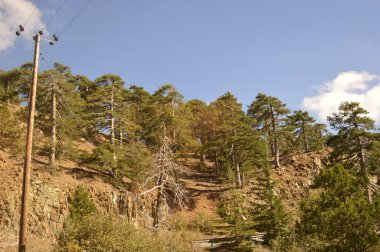 Kıbrıs, çam ağaçları, dağlık arazi