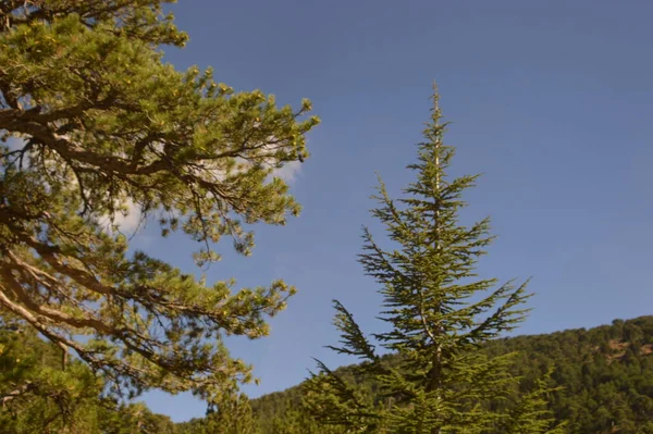 Kıbrıs, çam ağaçları, dağlık arazi