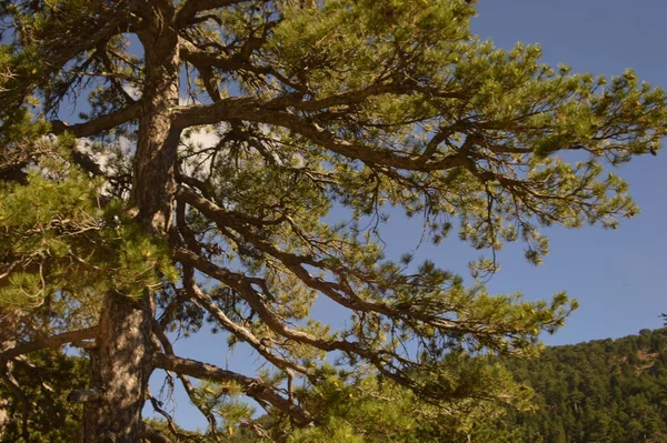 Kıbrıs, çam ağaçları, dağlık arazi