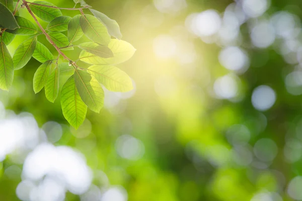 Foglie Verdi Naturali Bokeh Luce Del Sole Con Spazio Copia — Foto Stock