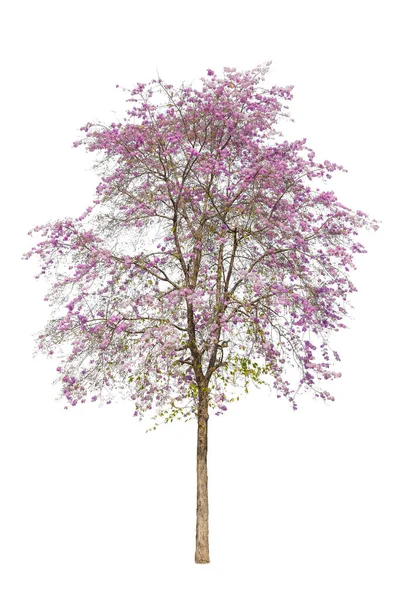 Isolé Bel Arbre Inthanin Lagerstroemia Macrocarpa Ont Toutes Les Fleurs — Photo