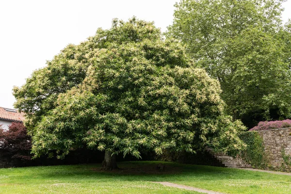 Hermoso castaño en plena floración en el parque público a principios de verano —  Fotos de Stock