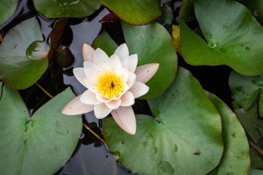 Beyaz Nilüfer ve Park Parkı 'nda uçmak. Beyaz nilüfer çiçeği