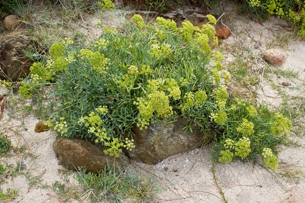 Yellow Rock Samphire växer vilt på stranden — Stockfoto