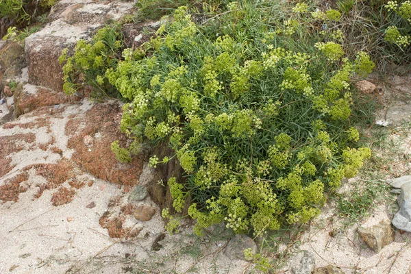 Yellow Rock Samphire växer vilt på stranden — Stockfoto