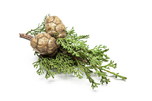 Свежий кипарис ветки с конусами изолированы на белом фоне
