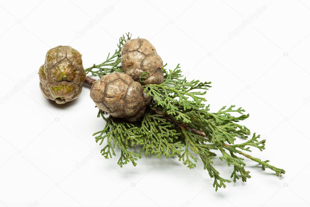 Fresh cypress branch with cones isolated on white background