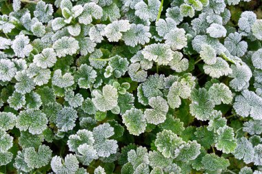 Beyaz buzullarla kaplı yeşil yapraklar ve buz kristali oluşumu