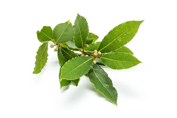 Ramita de laurel con hojas aisladas — Foto de Stock