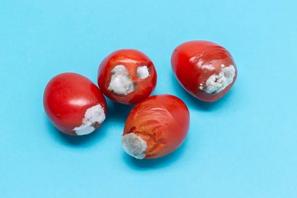 Rotten tomatoes isolated on a blue background. Growing mold — Stock Photo, Image