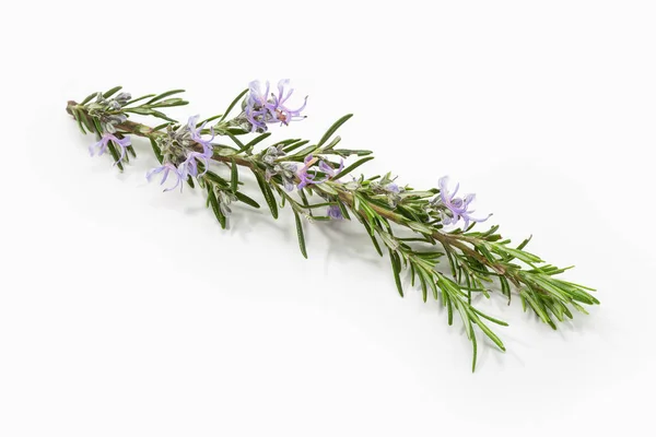 Färsk Rosmarin Gren Med Blommande Blommor Isolerad Vit Bakgrund Rödspätta — Stockfoto