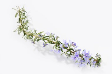 Beyaz arka planda çiçek açan taze biberiye dalı. Rosmarinus officinalis Prostratus