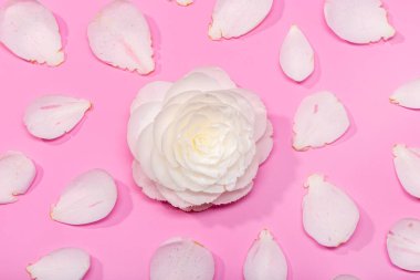 Pembe arka planda kamelya çiçeği ve taç yaprakları olan güzel bir çiçek arkaplanı.