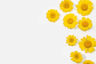 Sarı papatya çiçekleri beyaz arka planda izole edilmiş. Bahar kompozisyonu çerçevesi. Boşluğu kopyala