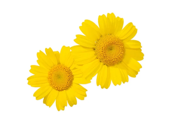 Žluté Sedmikrásky Květiny Izolované Bílém Pozadí Glebionis Segetum — Stock fotografie