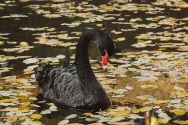 a black swan swims on a lake with yellow leaves on a beautiful autumn, sunny day. the bird is cleaning its feathers. clipart