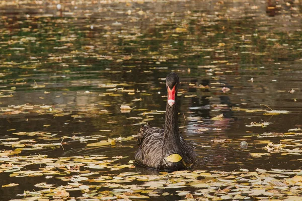 A black swan swims on a lake with yellow leaves on a beautiful autumn, sunny day. the bird is cleaning its feathers. — Stock Photo, Image