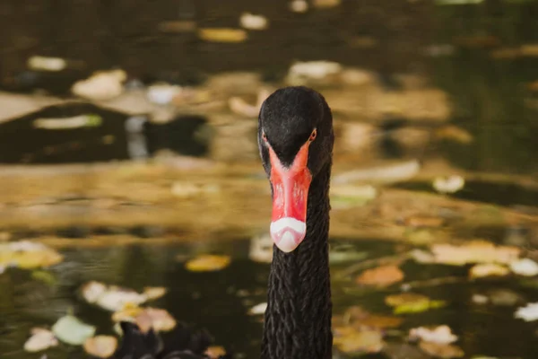 Un cisne negro nada en un lago con hojas amarillas en un hermoso otoño, día soleado. el pájaro está limpiando sus plumas . — Foto de Stock